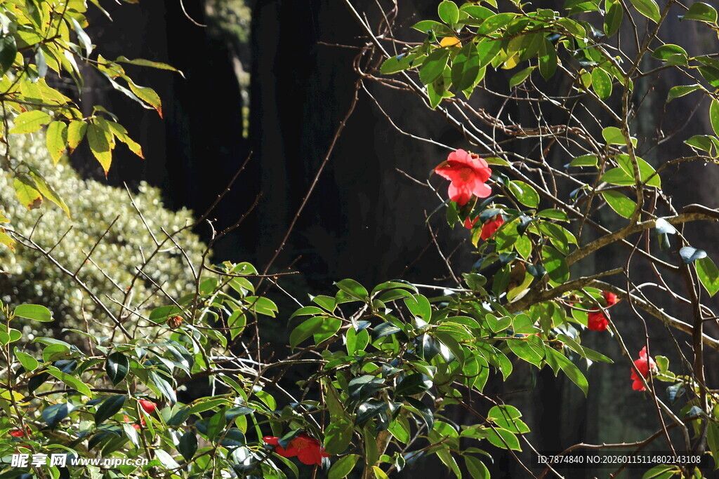 绿叶间绽放的艳丽红花