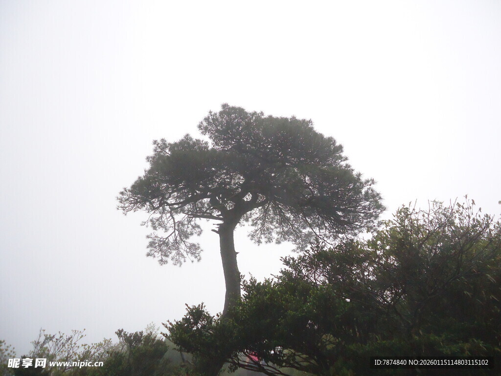雾中孤树挺立
