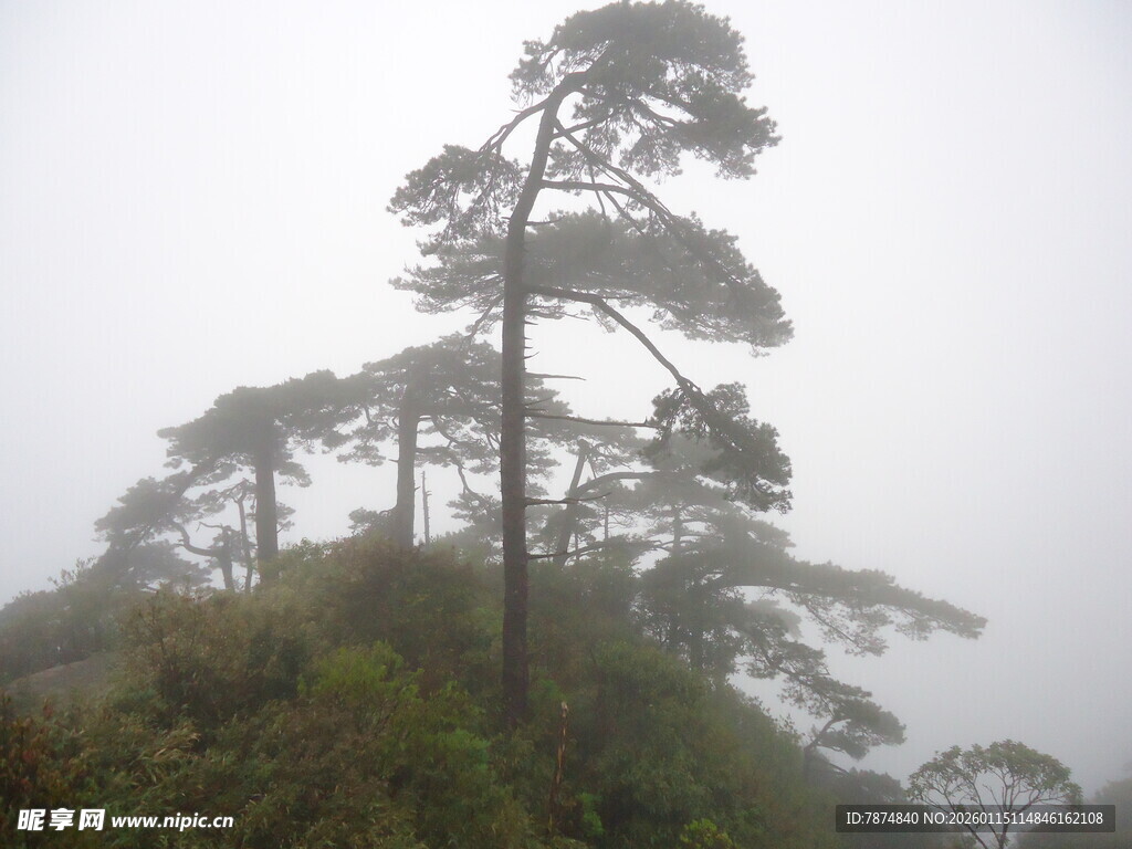 雾中孤松屹立山巅