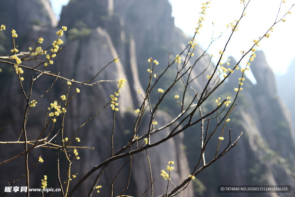 黄山奇峰间的嫩枝景致