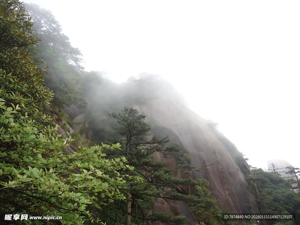 云雾缭绕的山林景致