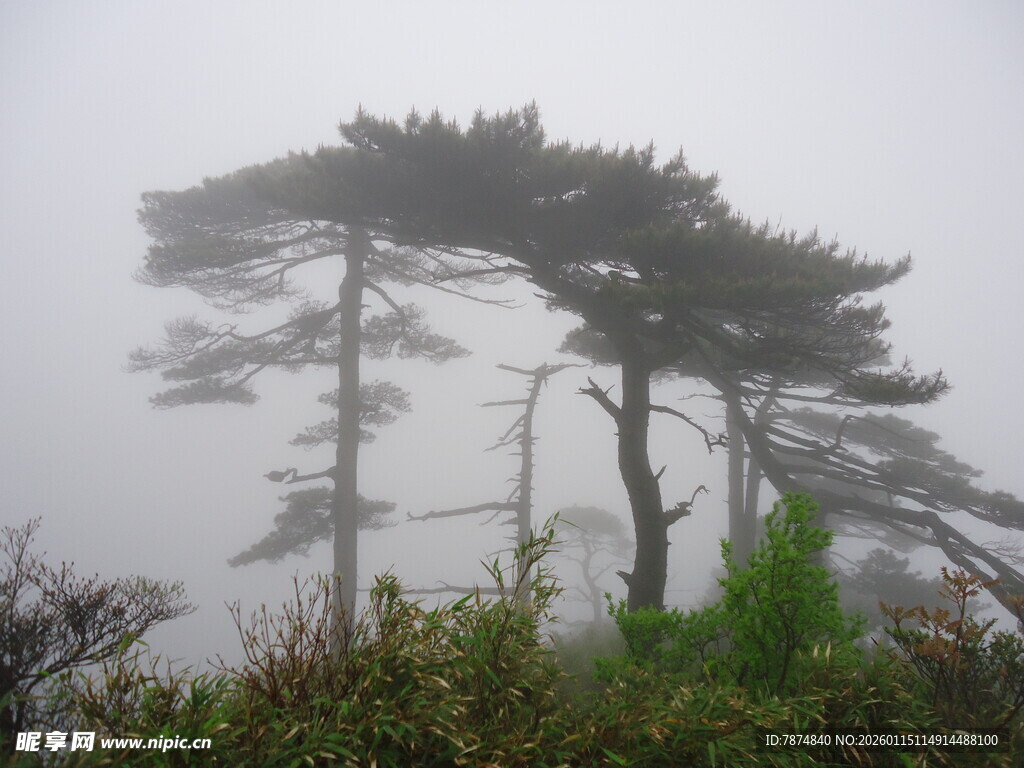 雾中倾斜树木景观