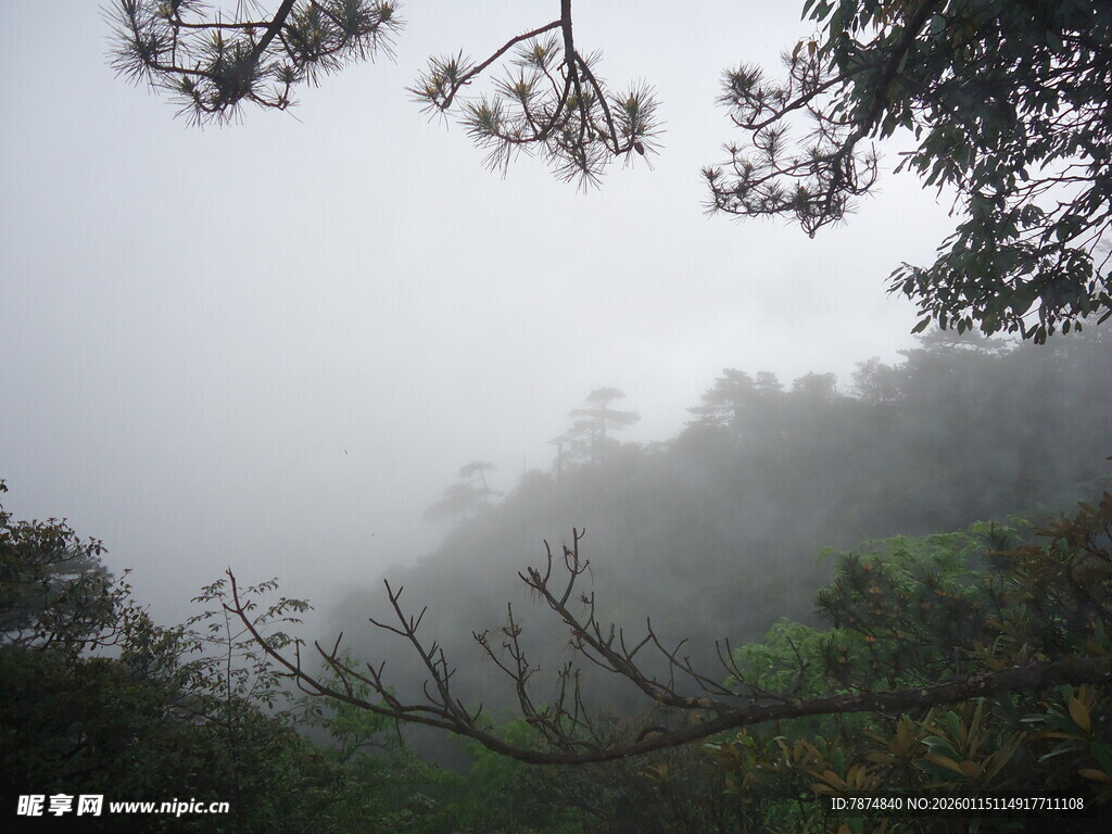 雾霭山林景