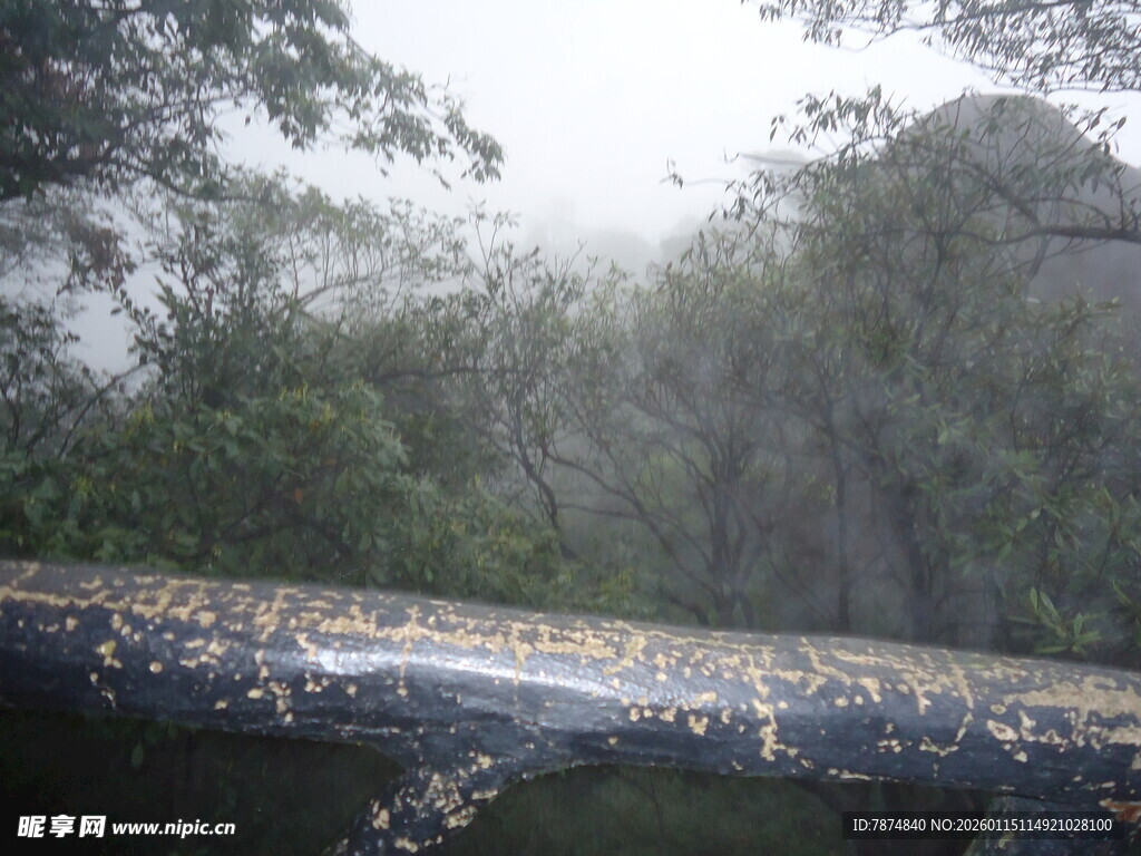 雨中河流旁的繁茂植被