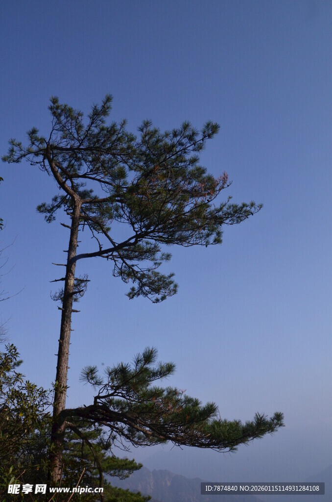 孤松挺立蓝天间