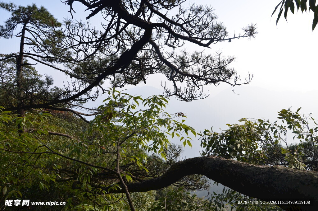 山林中伸展的苍劲树枝