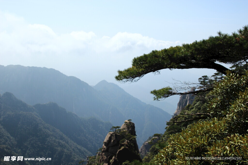 黄山奇松傲立群山之巅