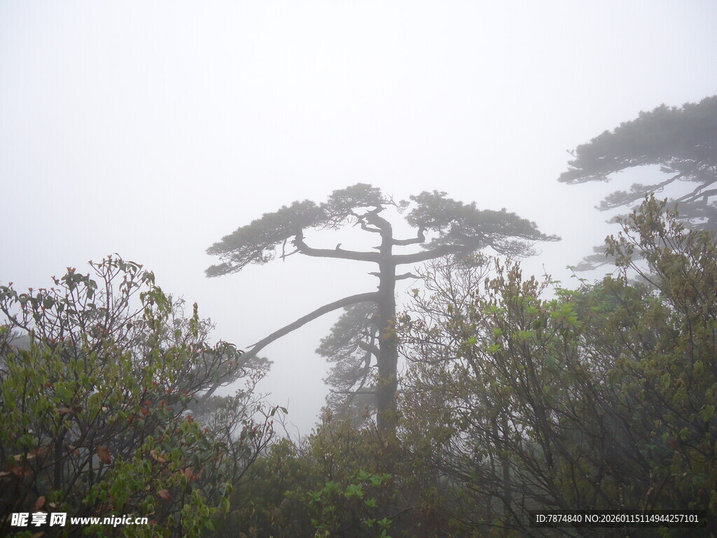 雾中挺拔松树