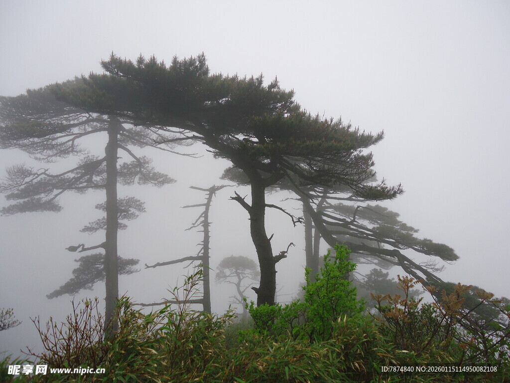 雾中孤傲松树