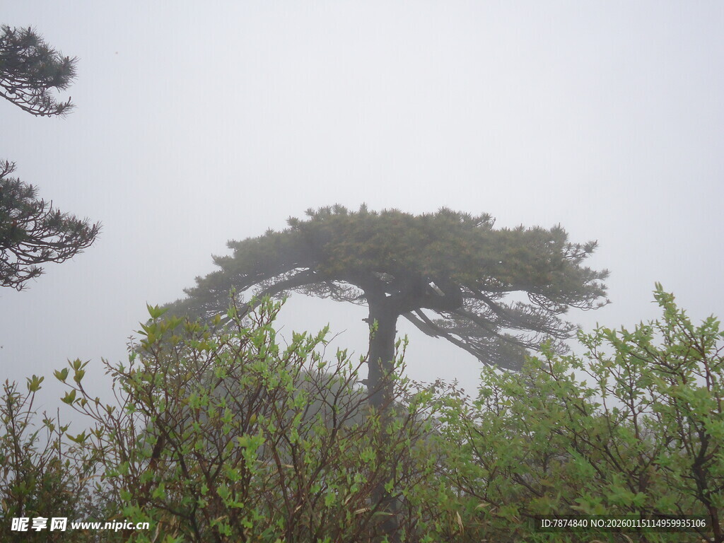 雾中挺拔松树