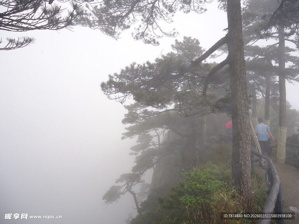 雾中栈道旁的葱郁树木