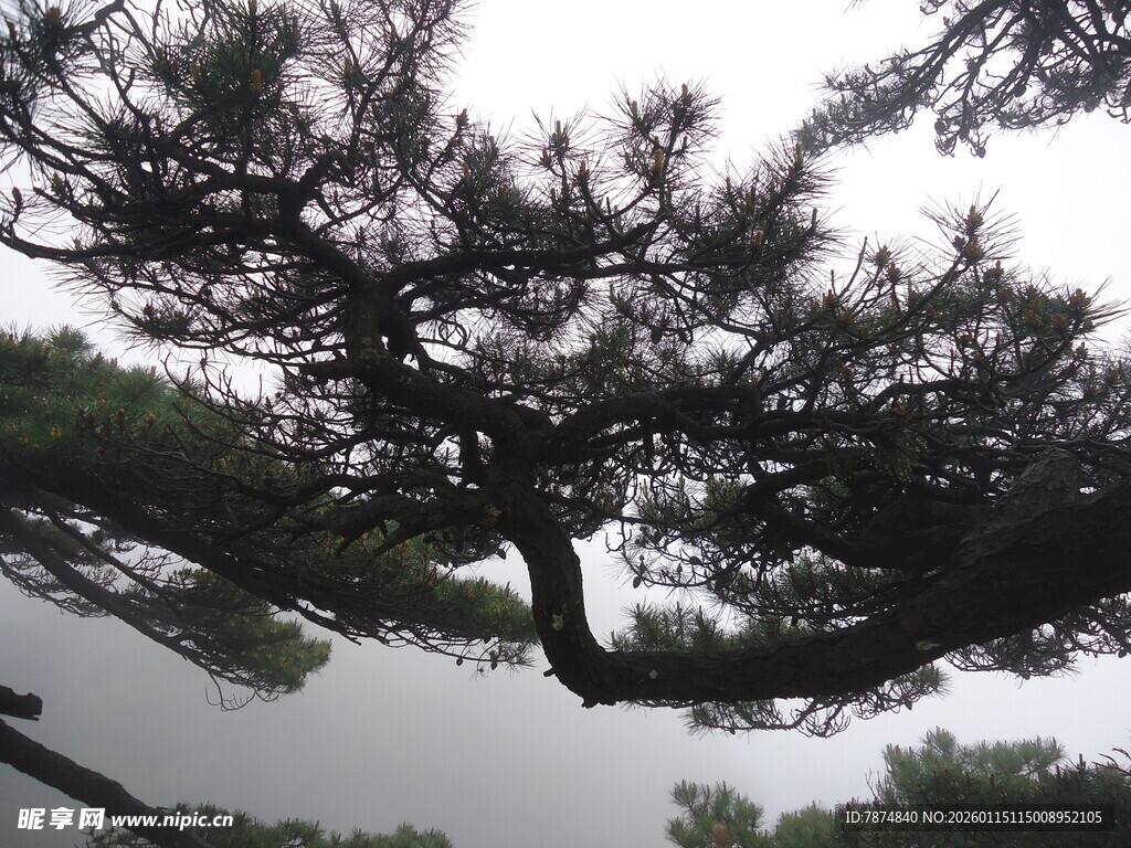 苍劲松树 展现自然之美