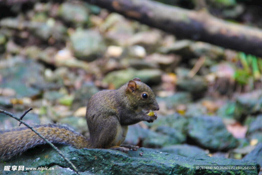 岩石上进食的可爱小松鼠
