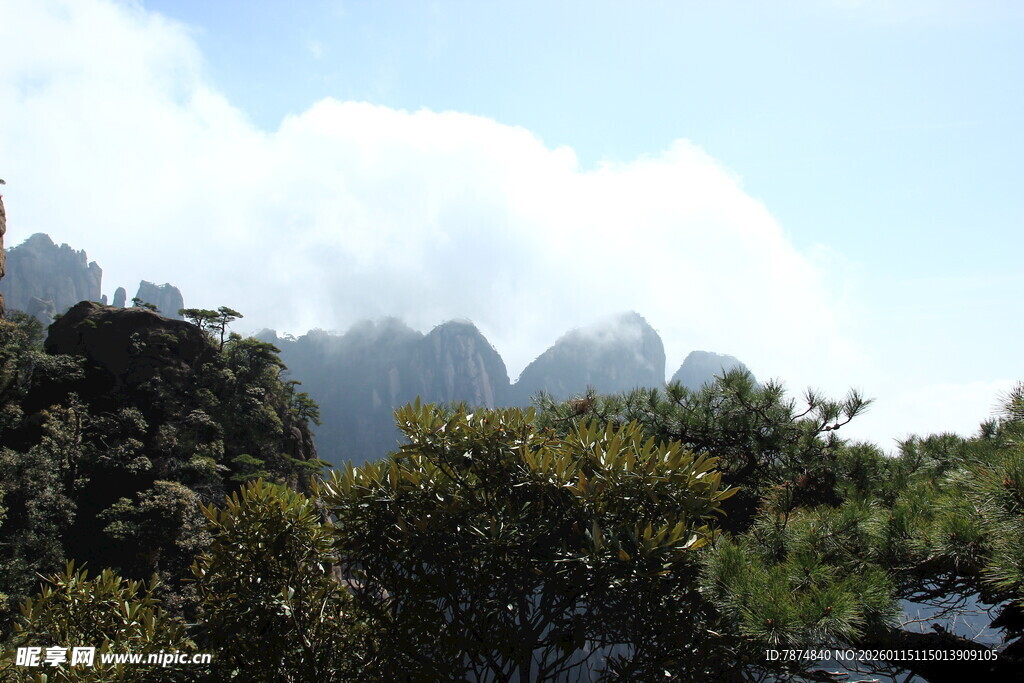 云雾缭绕的山林景观