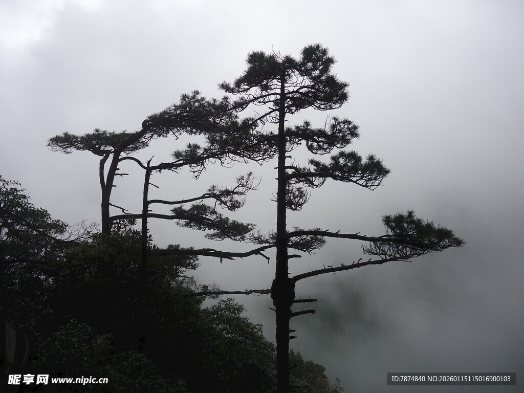云雾中挺立的苍松