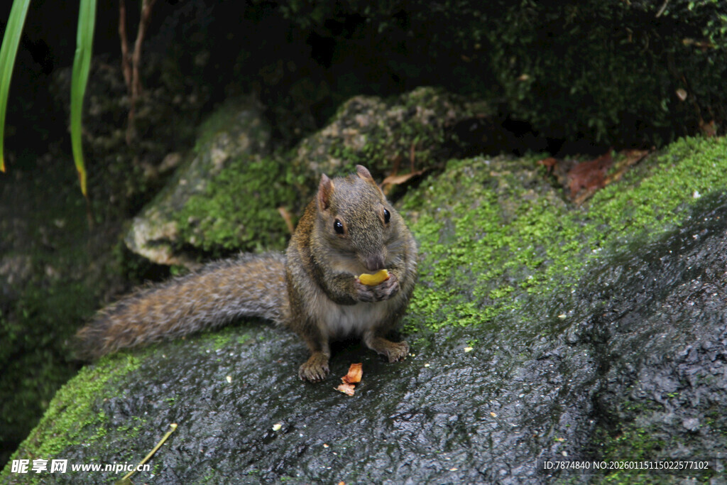 岩石上进食的小松鼠