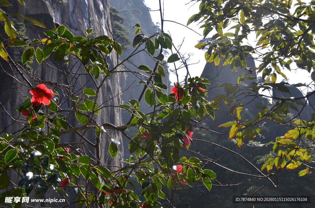 绿叶间绽放的艳丽红花