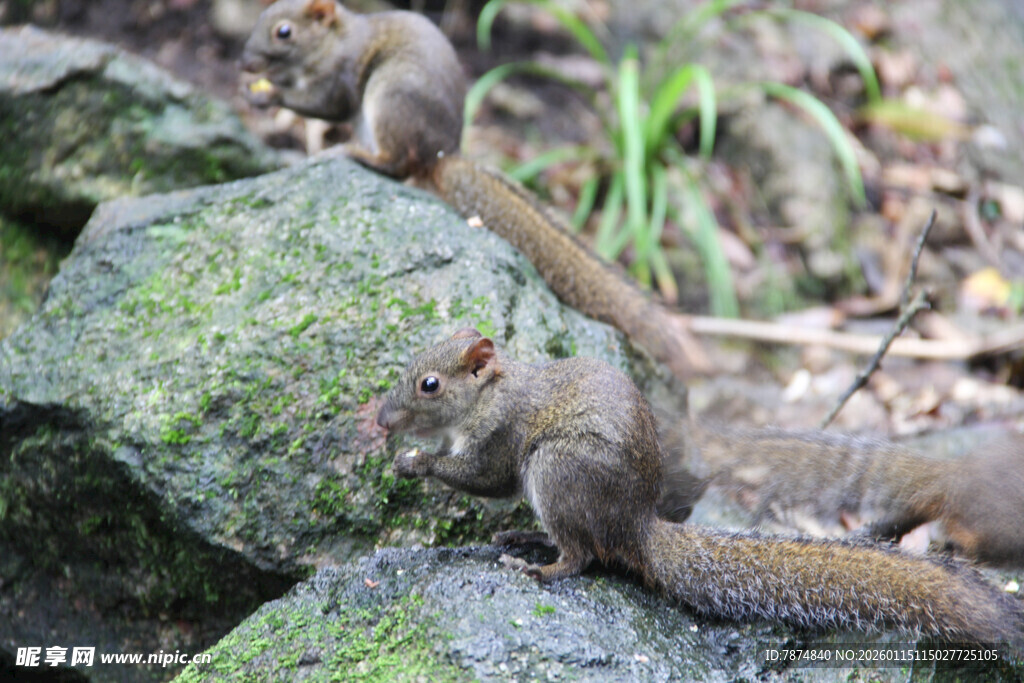 岩石上的几只松鼠