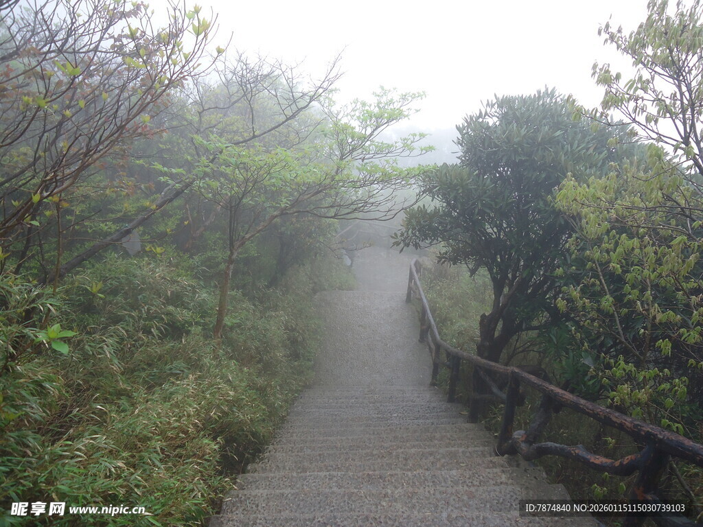 雾中栈道 隐于葱茏绿意中