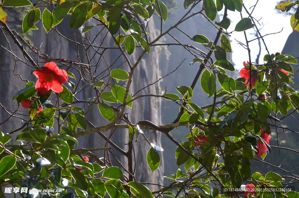 枝头绽放的艳丽红花朵