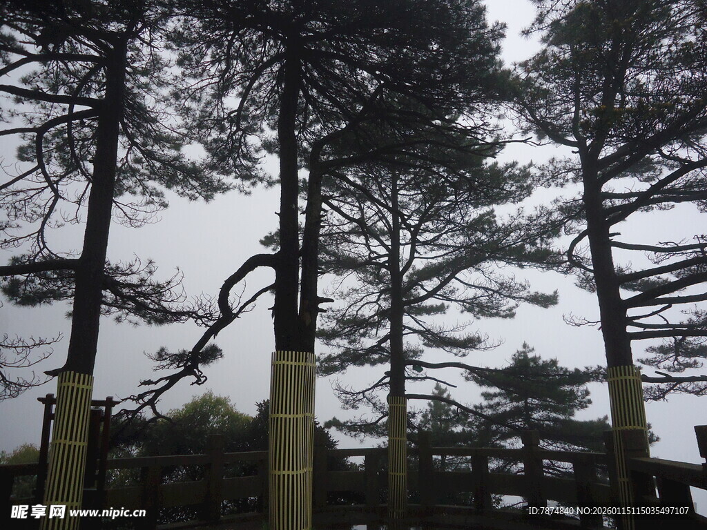 挺拔松树群 展现自然之美