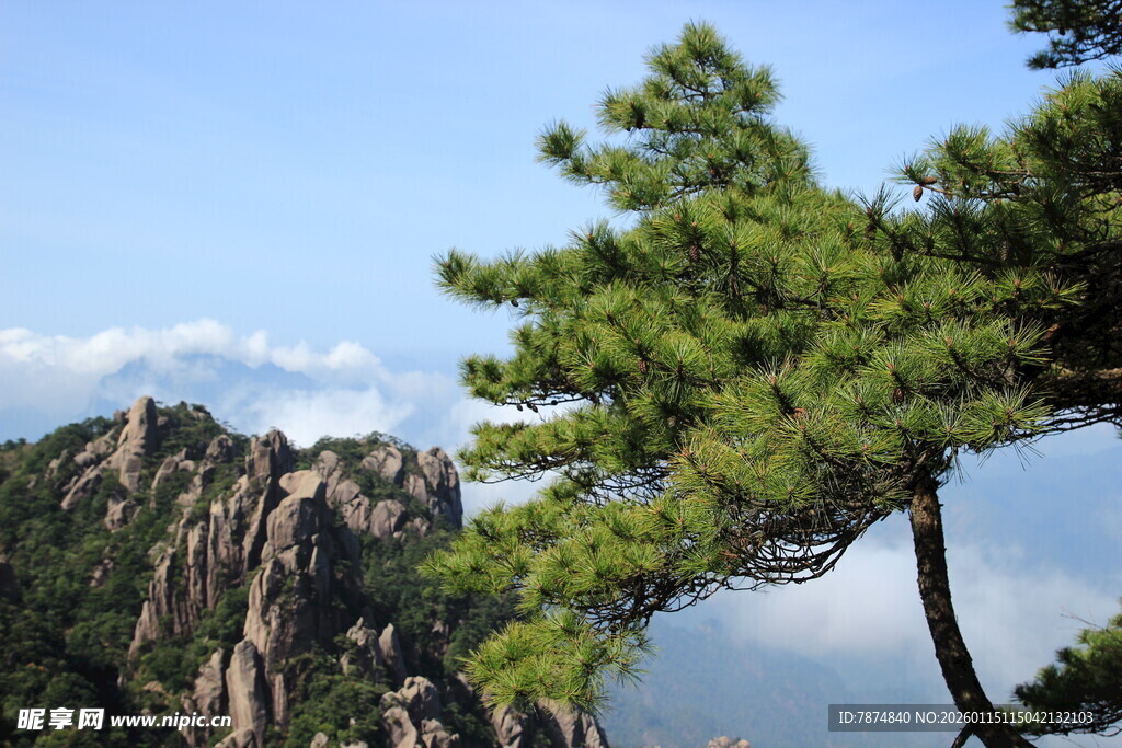 黄山劲松伴奇峰