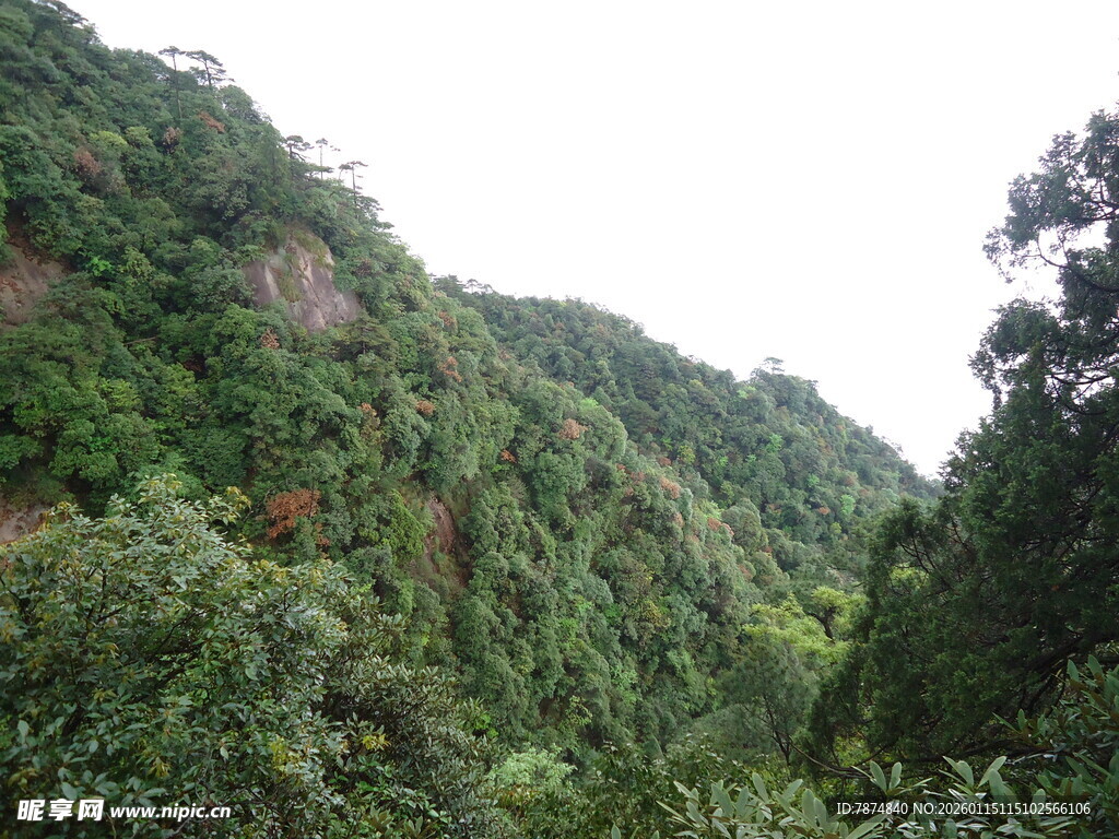郁郁葱葱的山林景观