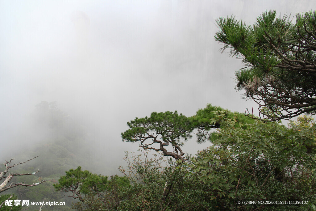 云雾缭绕中的葱郁山林