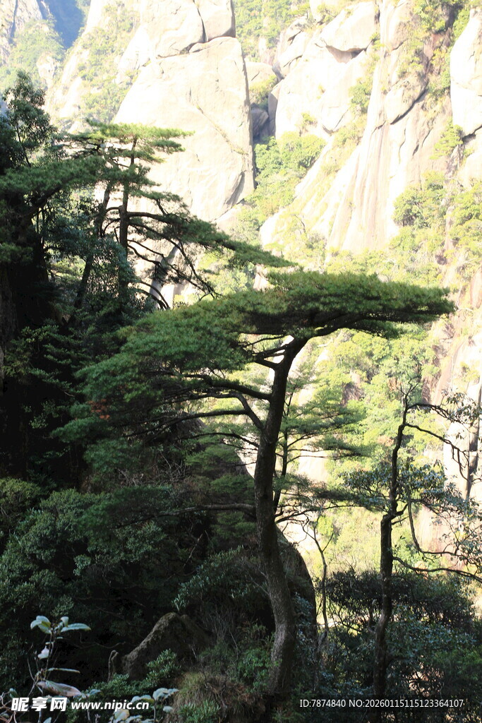 山林中的独特弯曲树木