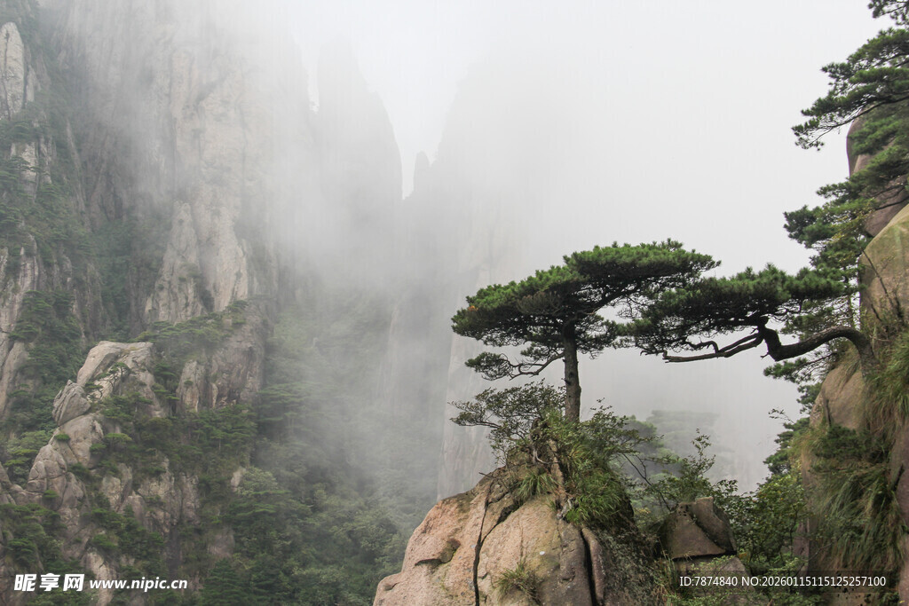 黄山奇峰间的孤松