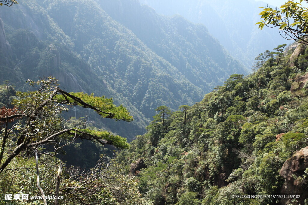 山峦叠翠的茂密山林景观