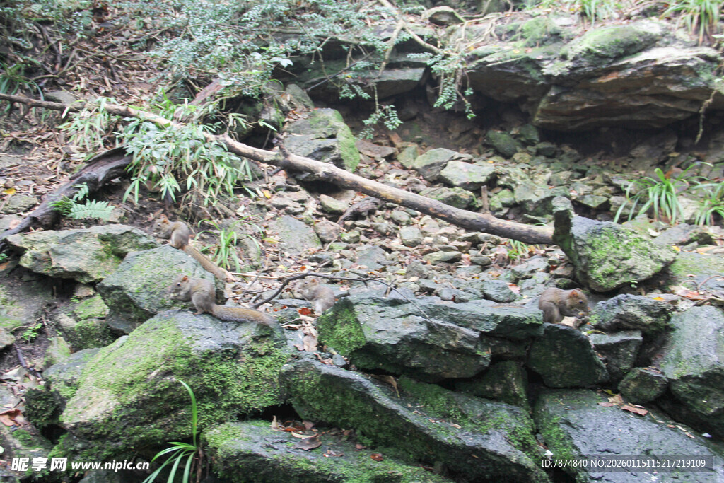 山间覆绿苔的嶙峋岩石