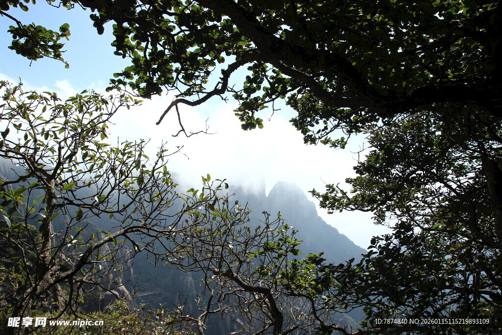 山林间透过枝叶的天光景色
