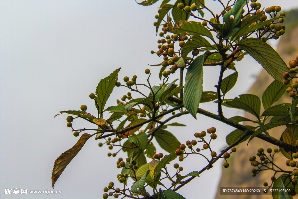 枝头绿叶间的小果实