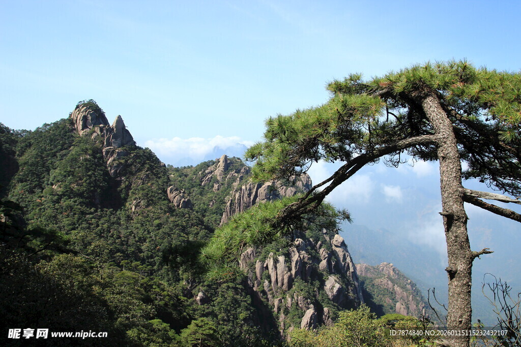 黄山奇峰间的苍松美景