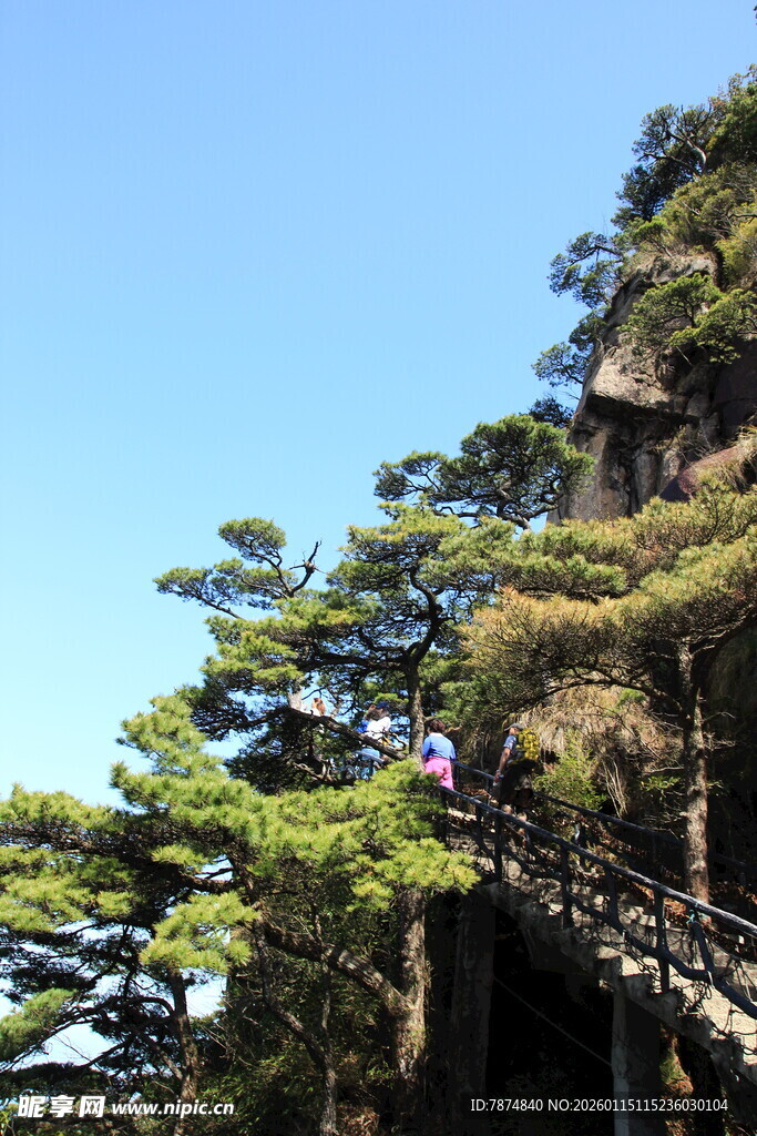 山间栈道旁的葱郁松树