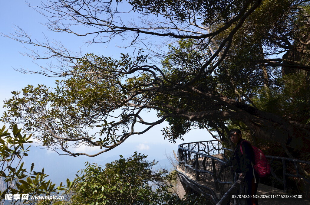 山间观景处的繁茂树木
