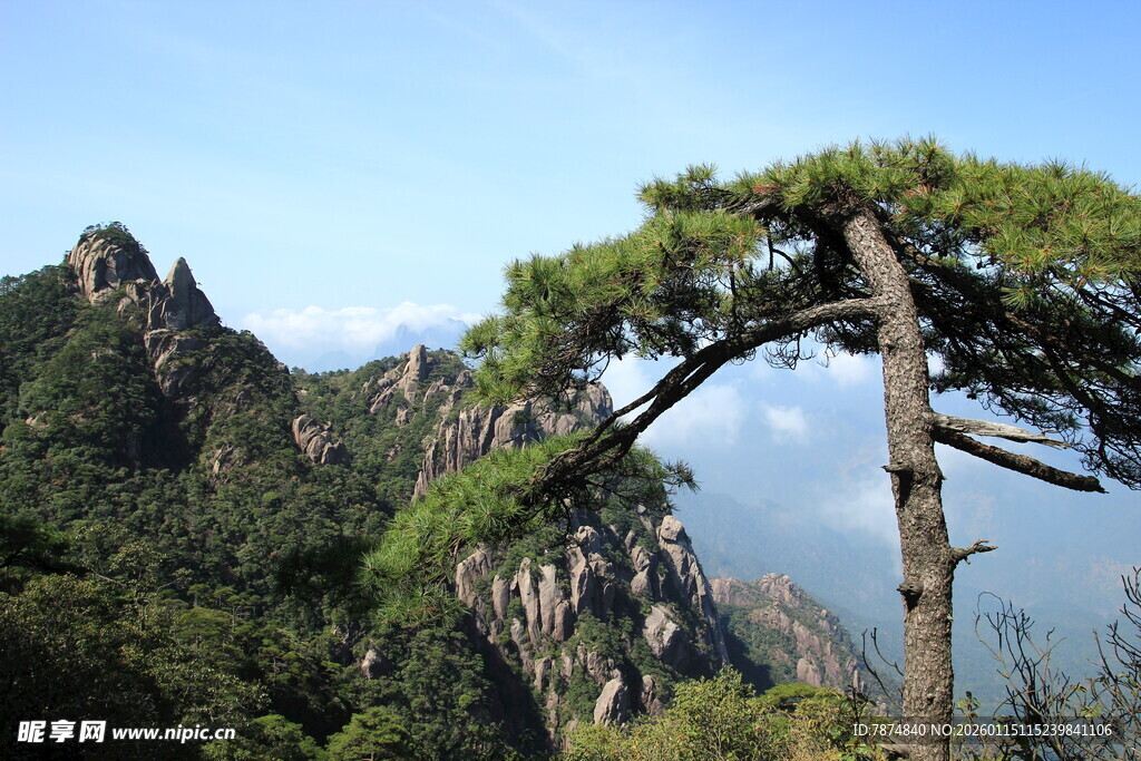 黄山奇松景观