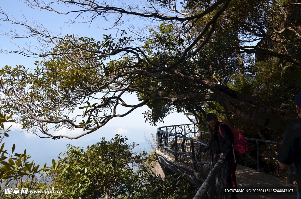 山间栈道旁的繁茂树木