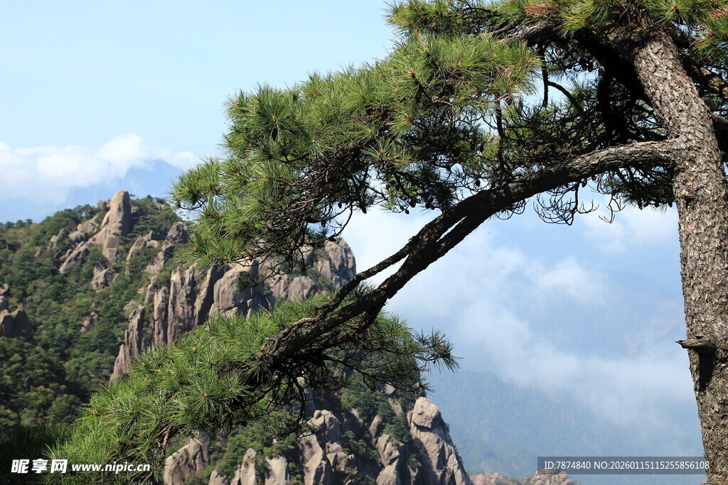 黄山奇松屹立于山峦间