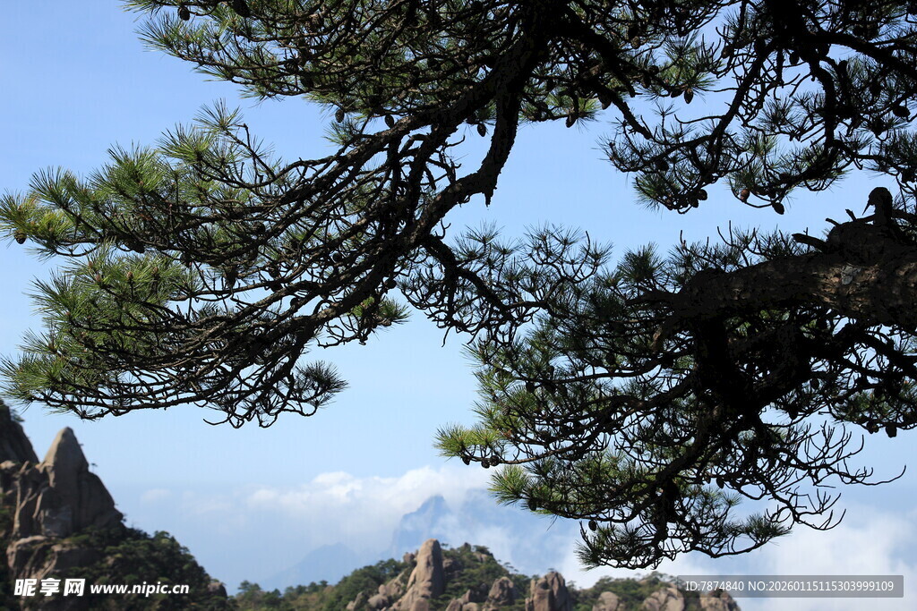 黄山松景 山峦云雾相伴