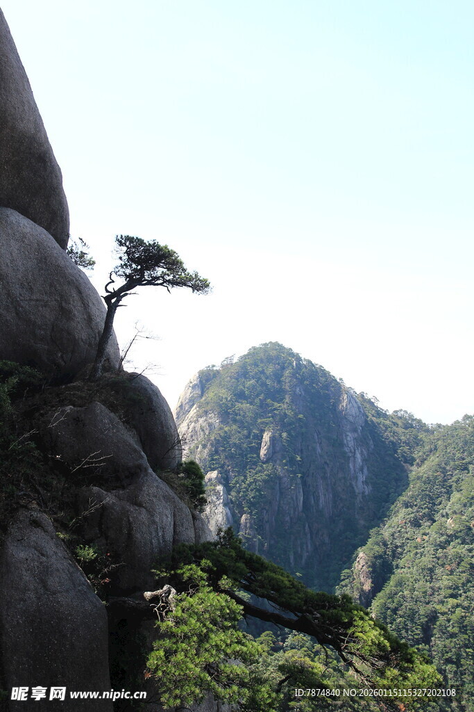 悬崖孤松伴青山