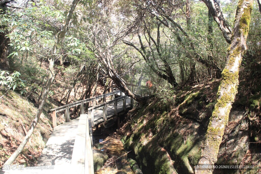 山间小径穿行于茂密树林