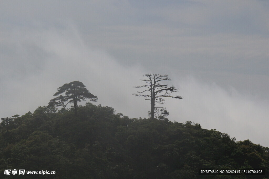 山巅孤树云雾缭绕