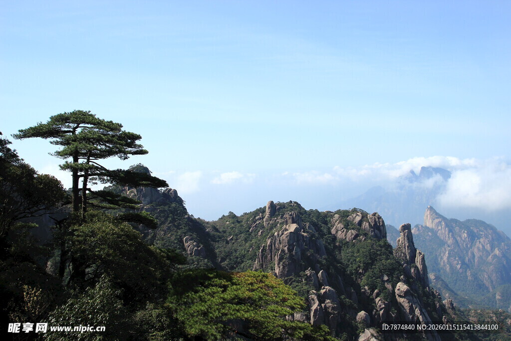黄山奇峰上的挺拔松树