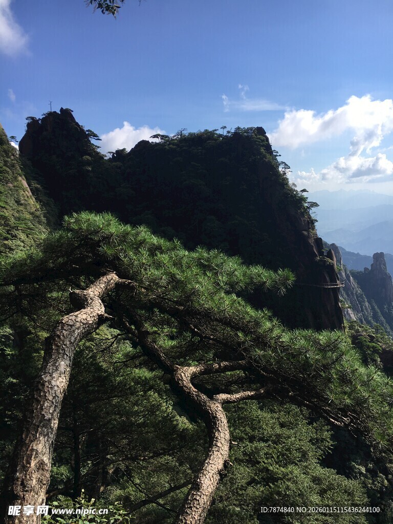 山间蜿蜒松枝伴峻岭