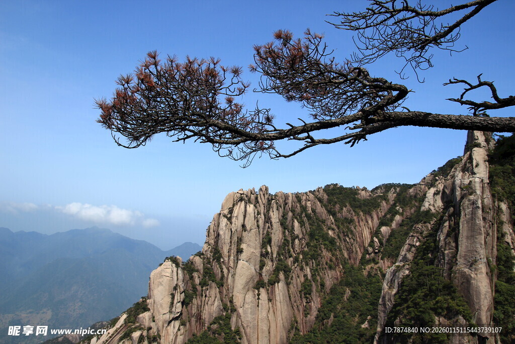 黄山奇峰上的苍松美景