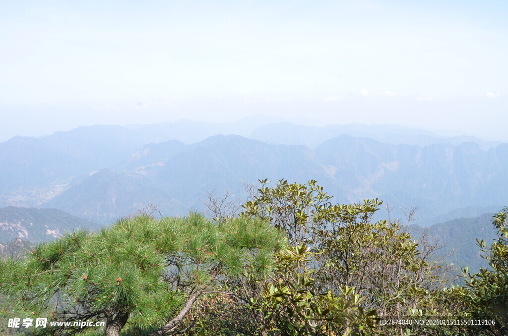 山巅松景 远眺连绵山峦