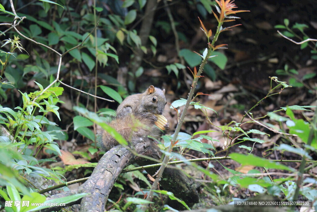 林间松鼠藏身繁茂草木间