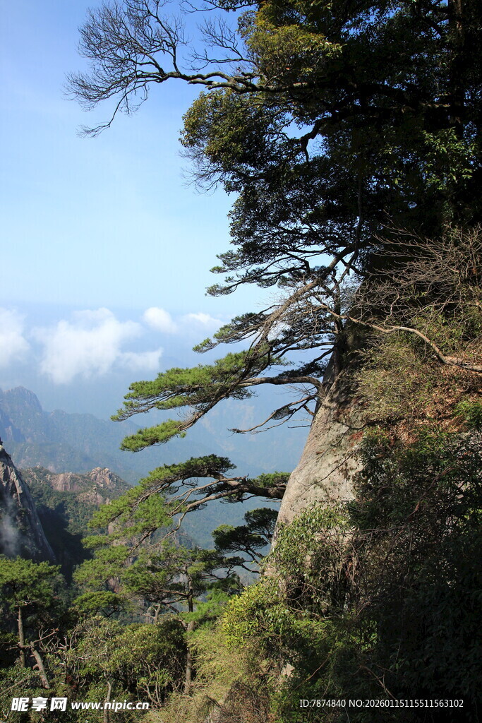 山间松景 云海蓝天相映